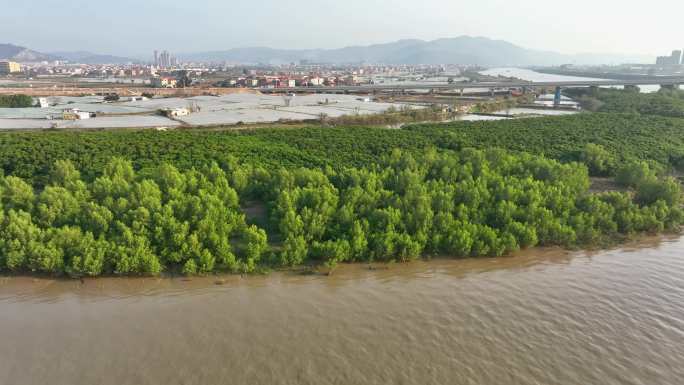 航拍福建漳州九龙江生态系统红树林湿地