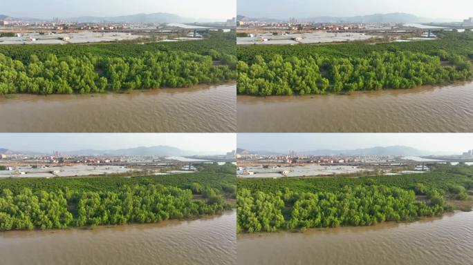 航拍福建漳州九龙江生态系统红树林湿地