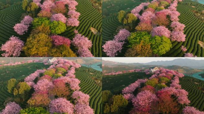 福建漳平永福镇台品樱花园春天樱花茶园