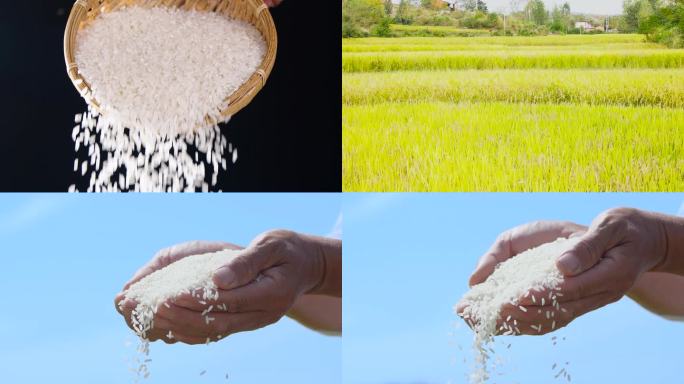 大米丰收