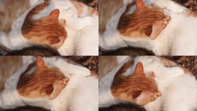 猫温馨画面猫聚在一起休息舔毛