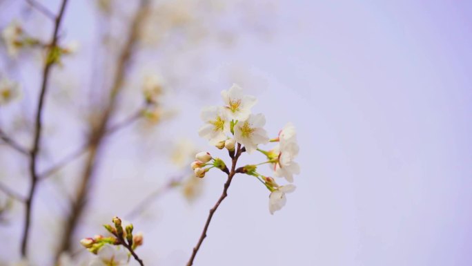 海棠花 白海棠花  古风花