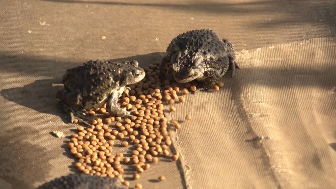 蟾蜍捕食