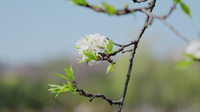 4K春天白色樱花自然风景空镜