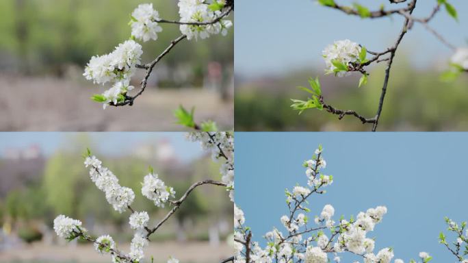 4K春天白色樱花自然风景空镜