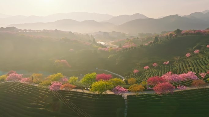 福建漳平永福镇台品樱花园春天樱花茶园