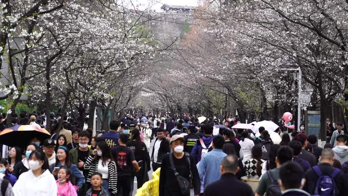 南京鸡鸣寺樱花大道延时视频