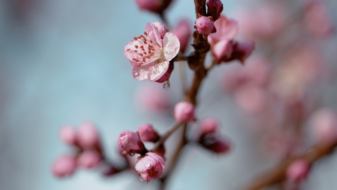 4K春天雨后花苞花蕾