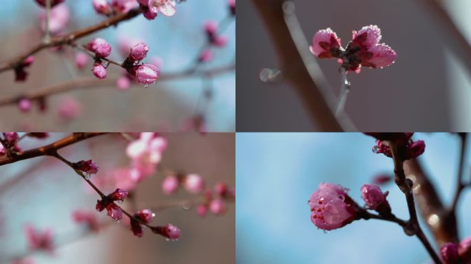 4K春天雨后花苞花蕾