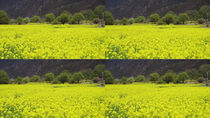 西藏油菜花田 西藏油菜花地