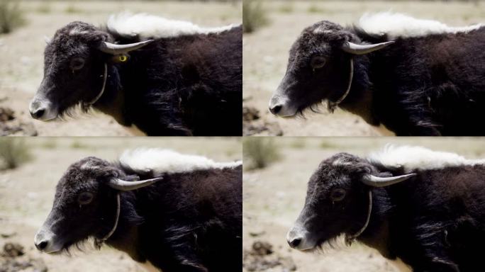 西藏牦牛 那曲牦牛 林芝牦牛