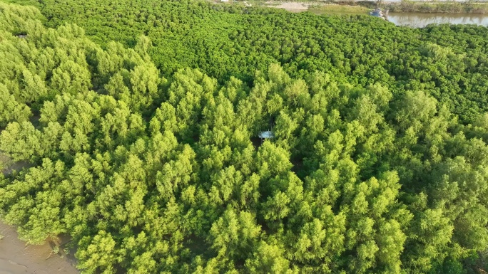 航拍福建漳州九龙江生态系统红树林湿地