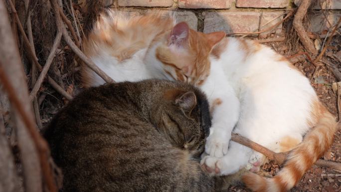 小猫躺在一起互相舔毛休息温馨画面