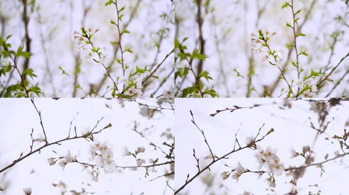 白海棠花 海棠花 白海棠花  古风花