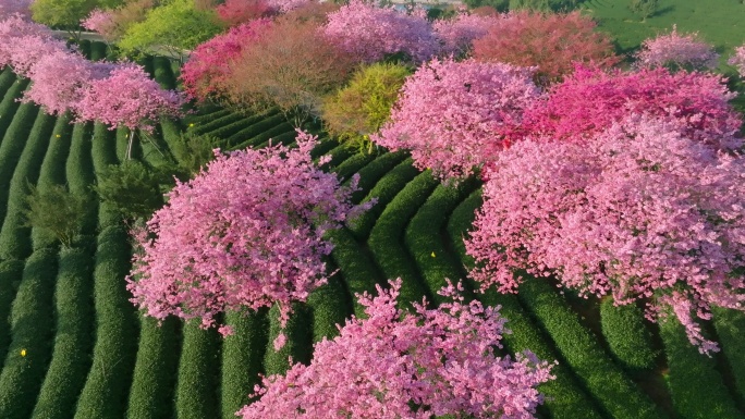 福建漳平永福镇台品樱花园春天樱花茶园