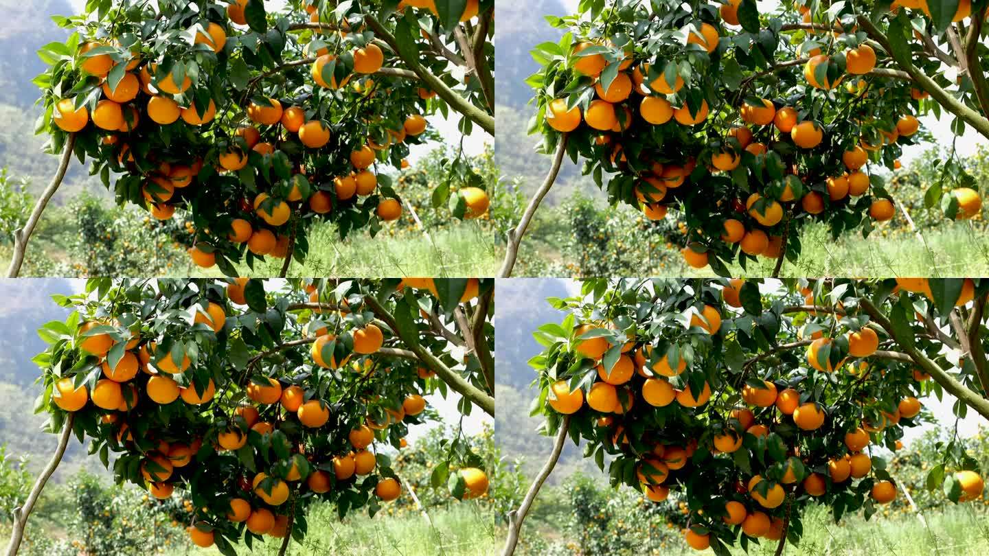 水果-橘子-桔子-丰收
