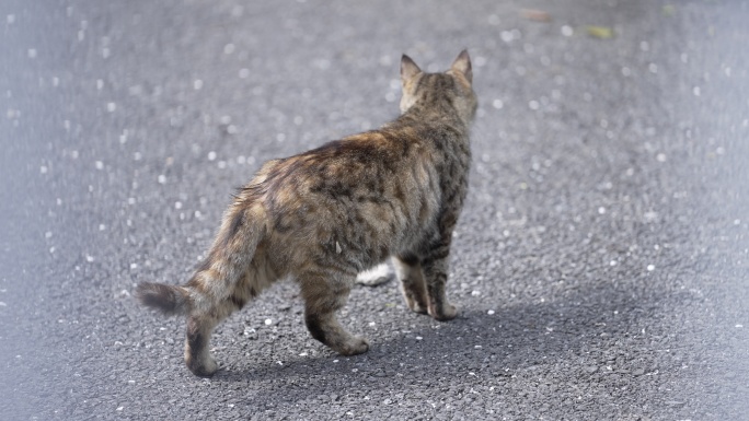 8K视频实拍 路边狸花猫