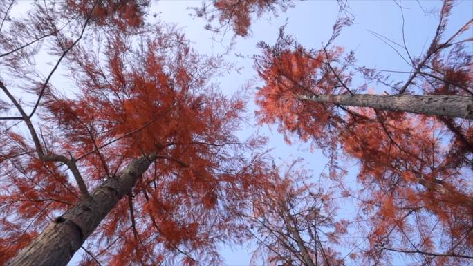 秋天公园里的水杉