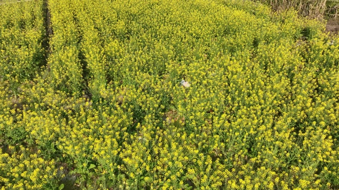 航拍油菜花田