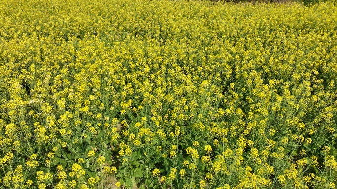 航拍油菜花田