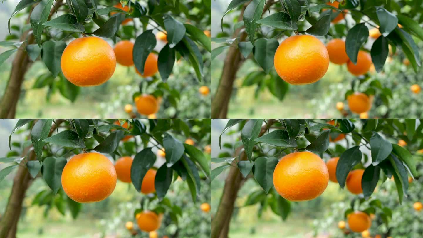 橘子树桔子树