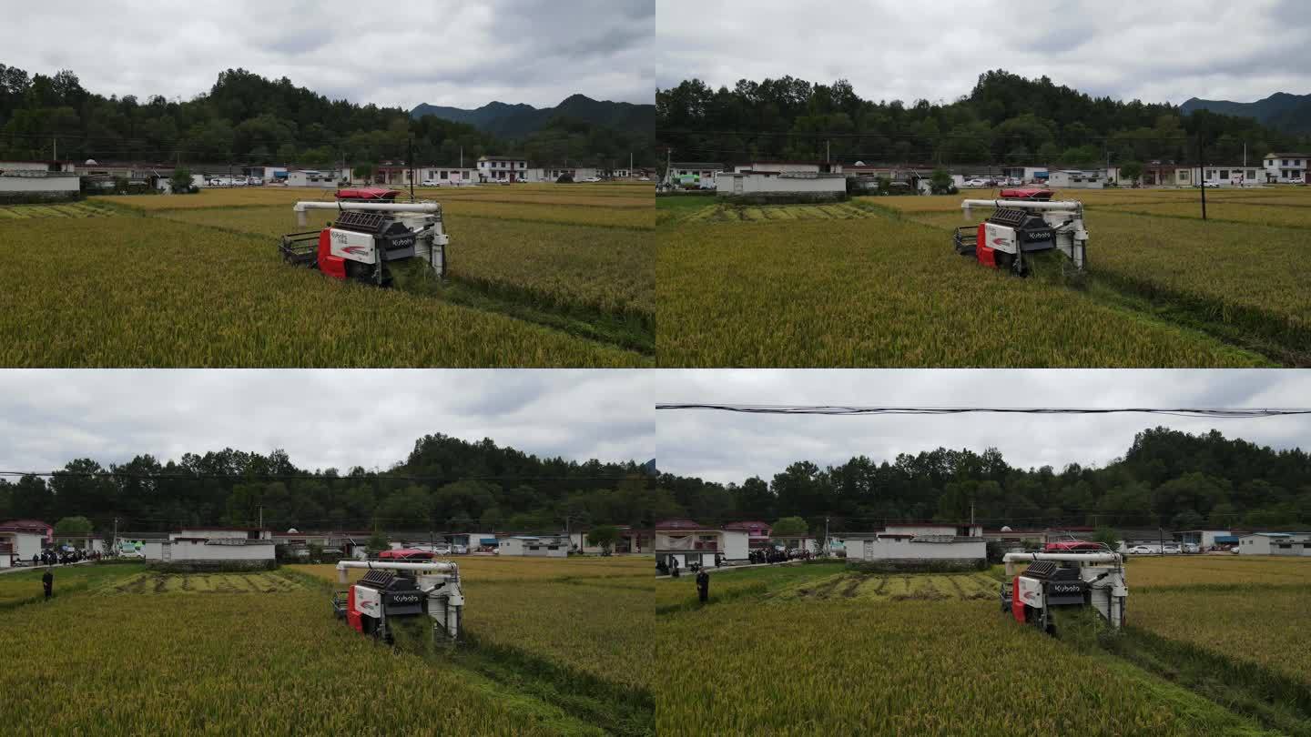水稻航拍稻田收割联合收割机丰收