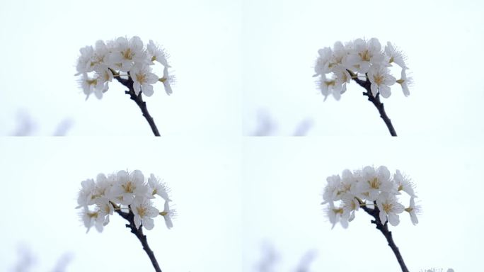 【4K】唯美李花盛开特写