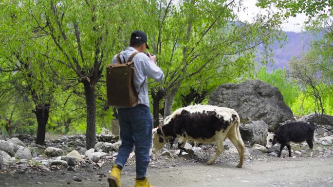 男子和路边的牛 黄牛 老牛 拍摄黄牛