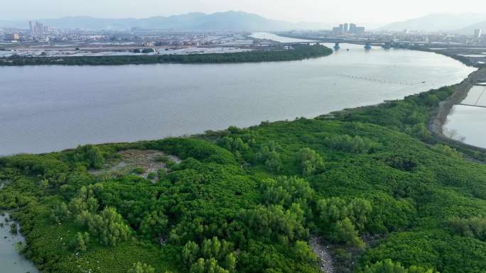 航拍福建漳州九龙江生态系统红树林湿地