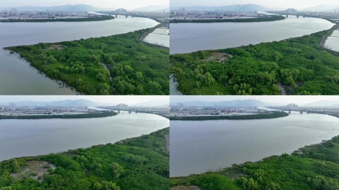 航拍福建漳州九龙江生态系统红树林湿地