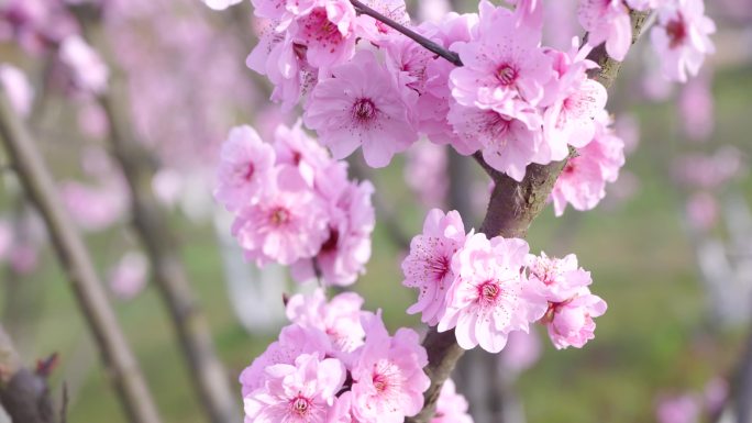 春天桃花 桃枝特写