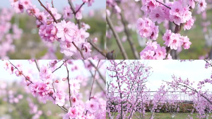 春天桃花 桃枝特写