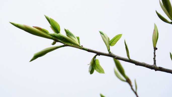 春天发芽树枝树叶