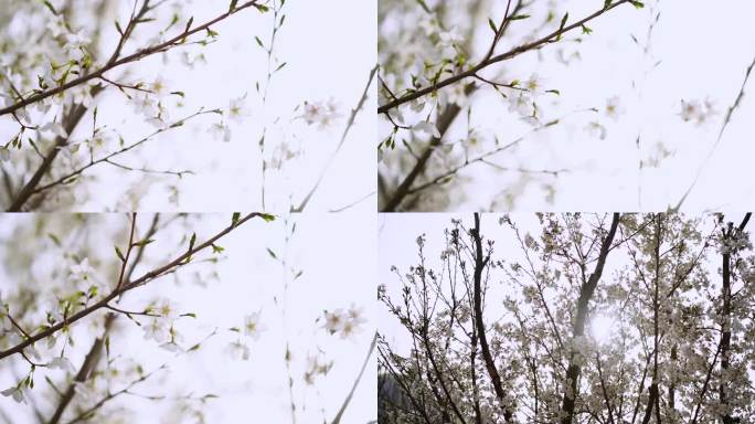 海棠花 白海棠花  古风花