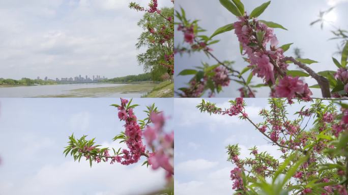 花 城市河边春天花