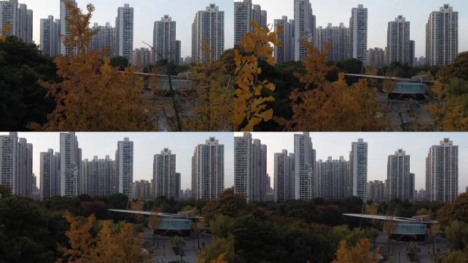 航拍上海秋季公园银杏林