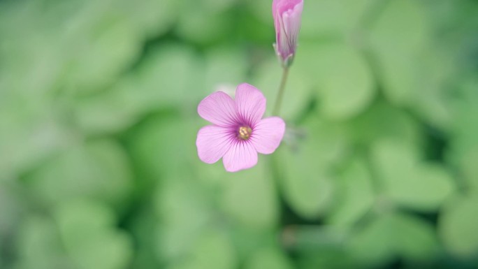 唯美野花野草红花醡浆草