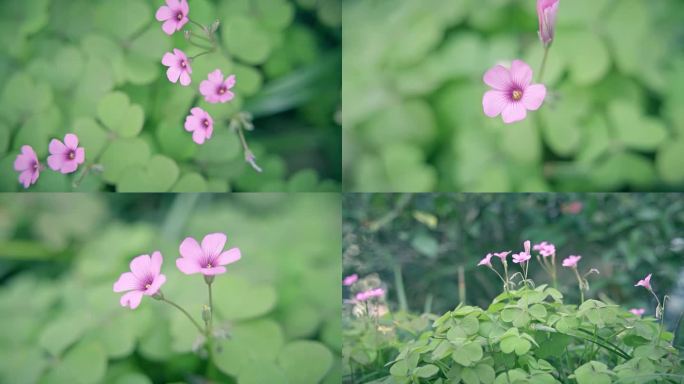 唯美野花野草红花醡浆草