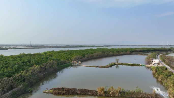 航拍福建漳州九龙江生态系统红树林湿地