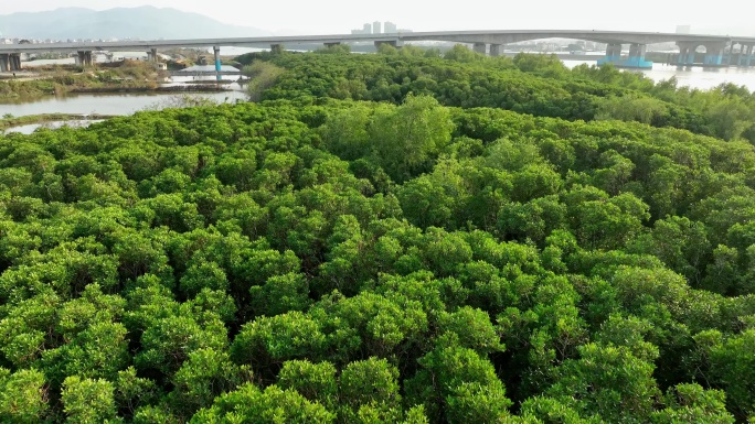 航拍福建漳州九龙江生态系统红树林湿地