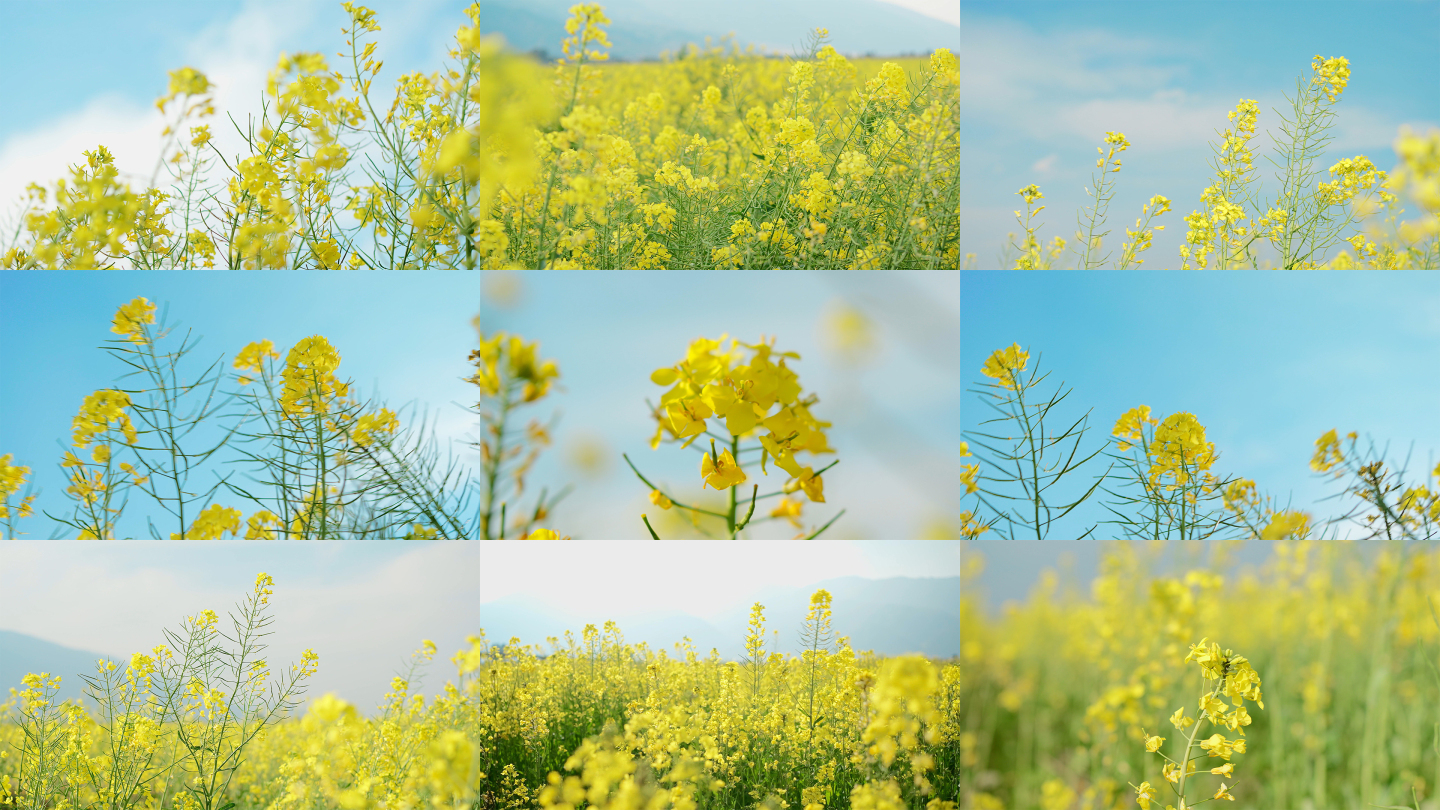 油菜花