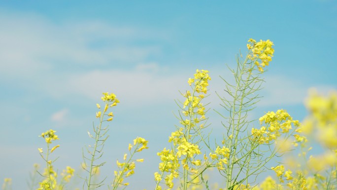 油菜花