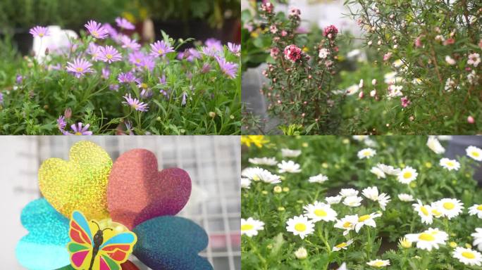 花  花朵  小草  升格  风车