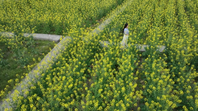 航拍美女走在油菜花海中奔跑