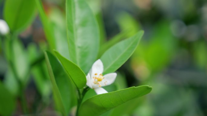 橘子花柑子花橙子华