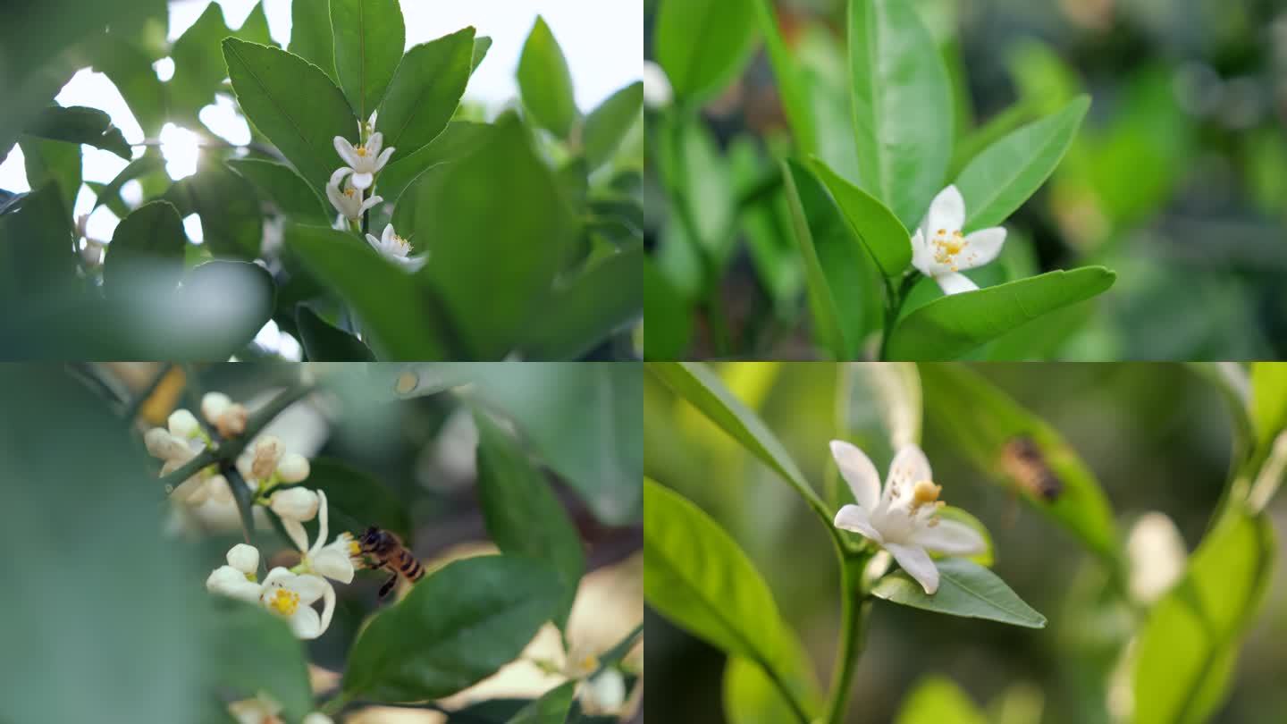 橘子花柑子花橙子华