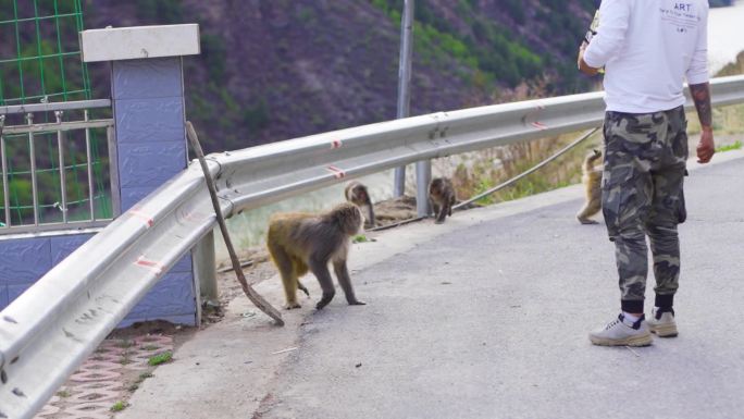 投喂猕猴 投食猕猴互动路过山谷遇见猕猴