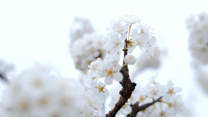 【4K】唯美李子花朵朵似雪