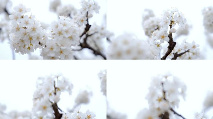【4K】唯美李子花朵朵似雪
