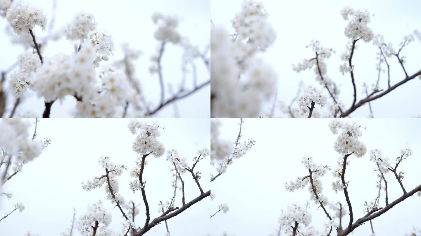 【4K】唯美李花朵朵盛开